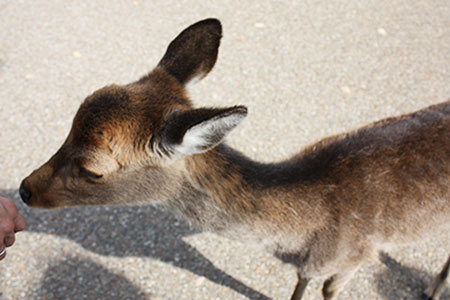 奈良公園の鹿に餌やり