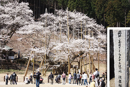 淡墨桜