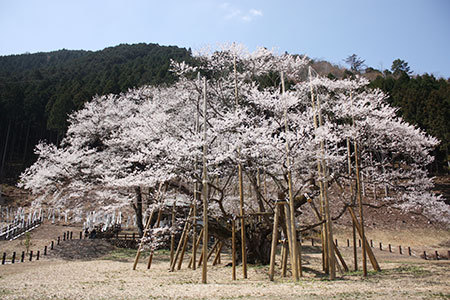 淡墨桜
