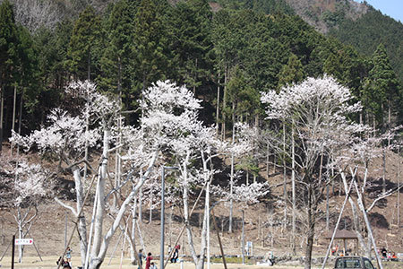 淡墨桜