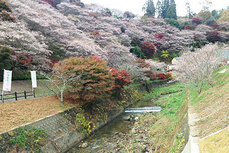 小原ふれあい公園四季桜まつり