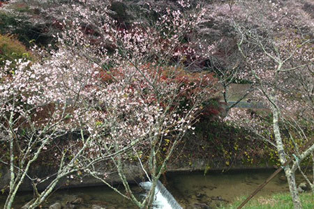 小原ふれあい公園四季桜まつり