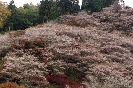 小原ふれあい公園四季桜まつり