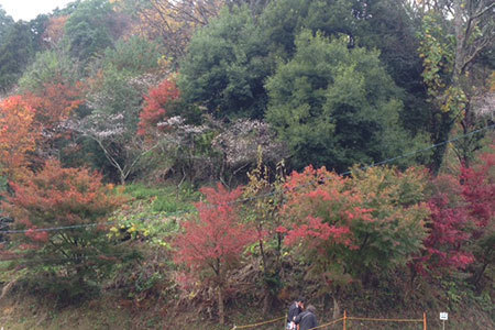 小原ふれあい公園四季桜まつり