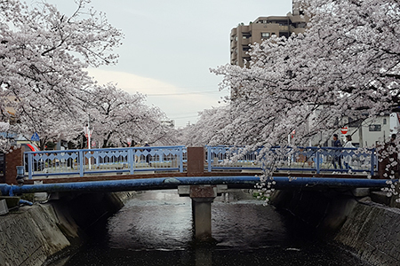 大江川河畔の桜