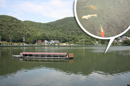 苧ヶ瀬池と鯉