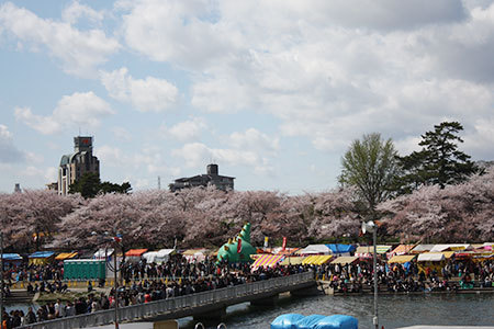 岡崎公園の桜
