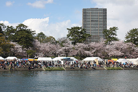 岡崎公園の桜