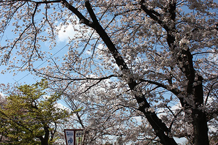 岡崎公園の桜
