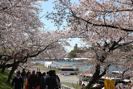 岡崎公園の桜