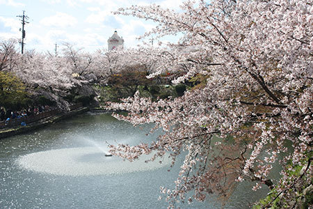 岡崎公園の桜