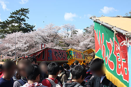 岡崎公園の桜