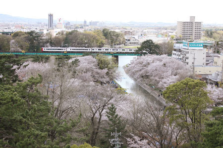 岡崎公園の桜