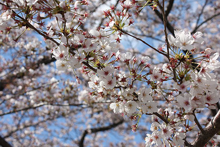 岡崎公園の桜