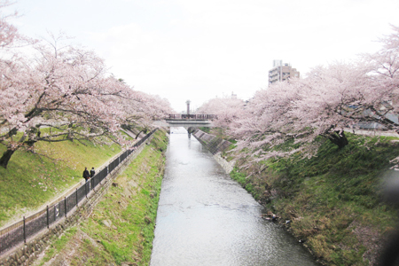新境川堤