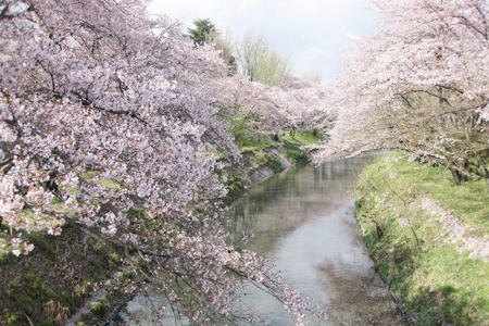 新境川堤の桜