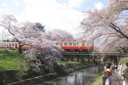 新境川堤電車と桜