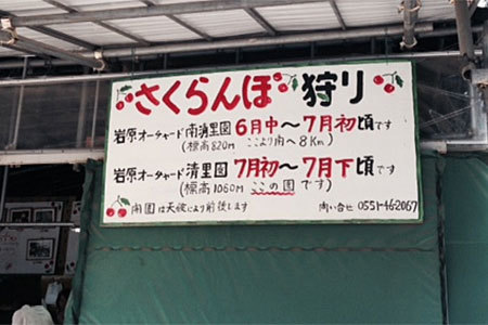 岩原果樹園のさくらんぼ狩り