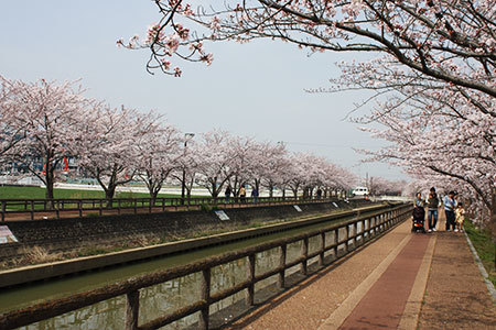 桜ネックレス