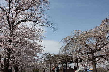 桜ネックレス