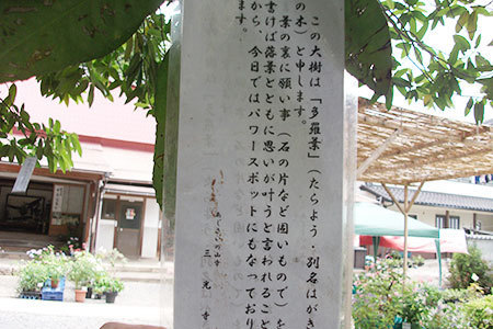 三光寺のあじさいまつり