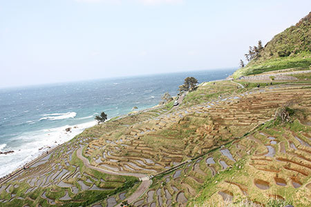 白米千枚田