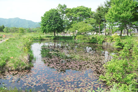 ひるがの湿原植物園