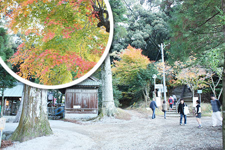 聖宝寺の紅葉