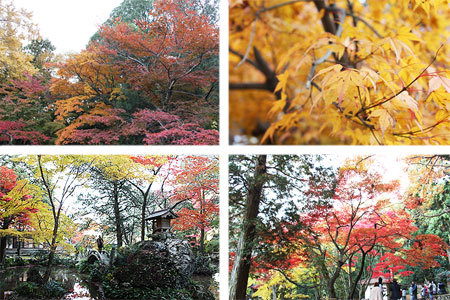 聖宝寺の紅葉