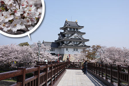 墨俣一夜城の桜