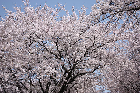 墨俣一夜城の桜