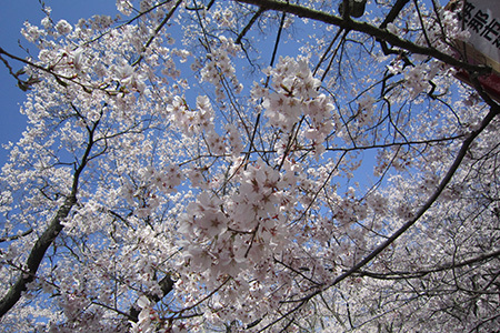 高遠城址公園の桜