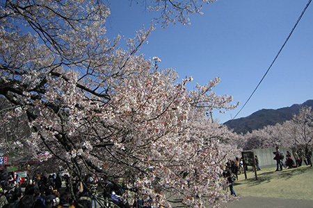 高遠城址公園