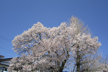高遠の桜
