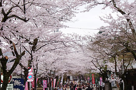 谷汲山華厳寺参道の桜
