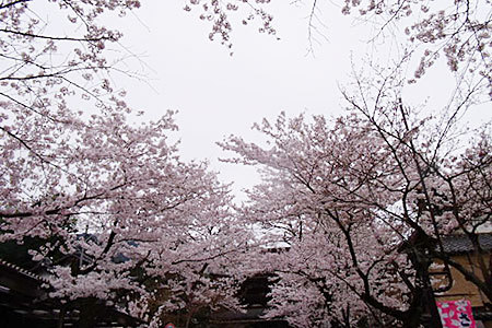谷汲山華厳寺の桜まつり
