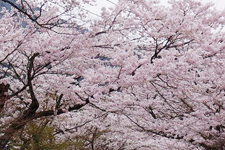 谷汲山華厳寺の桜