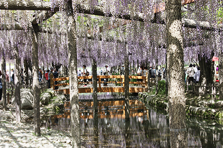 天王川公園藤まつり