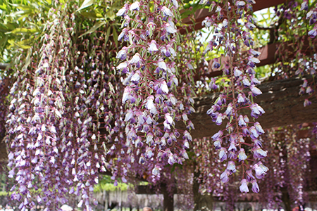 天王川公園藤まつり