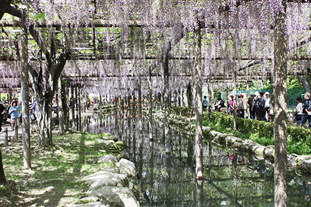 天王川公園藤まつり