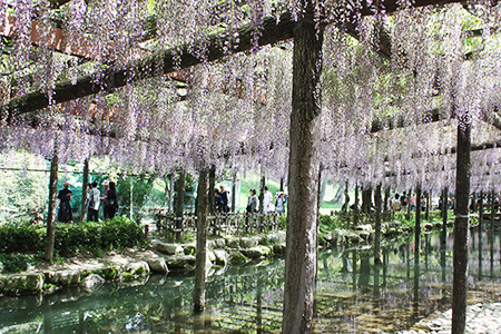 天王川公園藤まつり