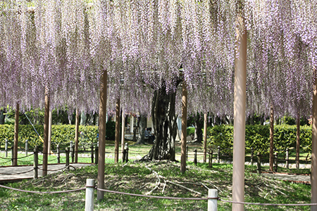 天王川公園藤まつり