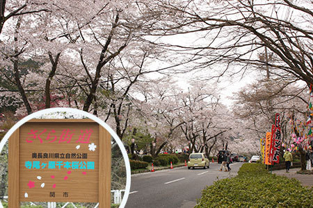 寺尾千本桜公園の桜