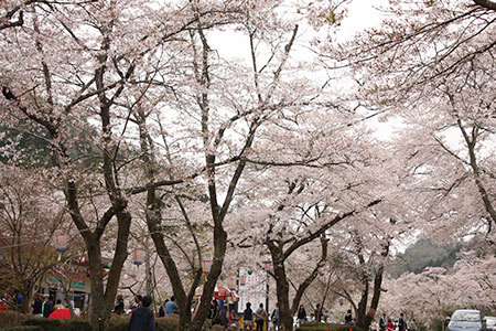 寺尾千本桜公園の桜