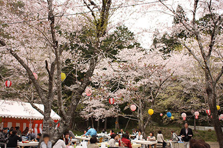 寺尾千本桜公園の桜
