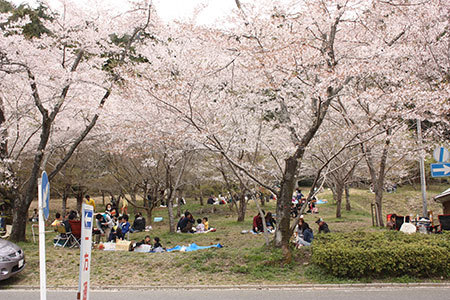 寺尾千本桜公園の桜