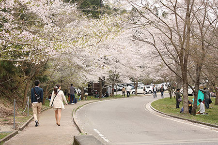 寺尾千本桜公園の桜