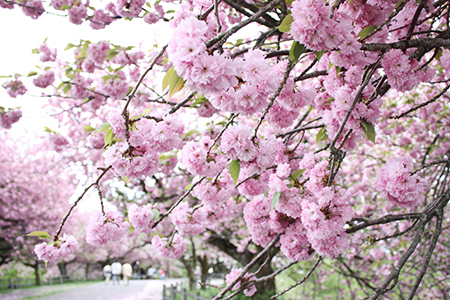二上山の八重桜