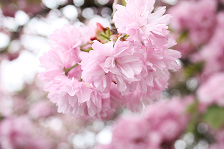 二上山の八重桜