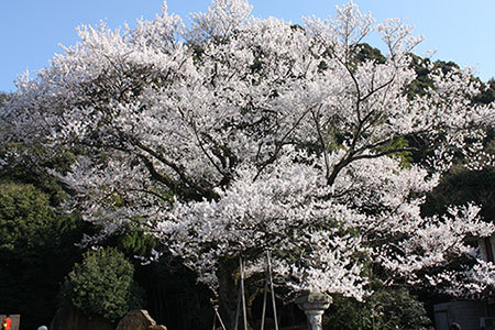 鵜飼桜